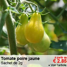 Tomate poire jaune Yellow Pearshapped - A partir de 2.85 &euro;
