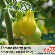 Tomate cherry pera amarillo - Desde 2.85 &euro;