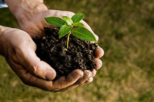 A cada planta sus necesidades