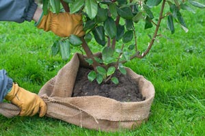 Transplantar uma rvore ou um arbusto