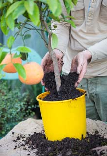 Cultiver les agrumes en pot