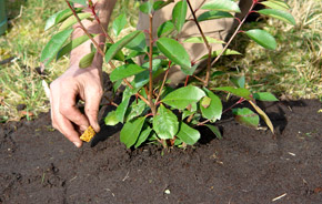 Alimentar las plantas