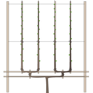 Poda de arboles frutales