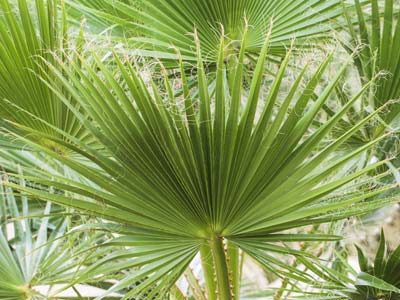 Soigner les palmiers d'intrieur