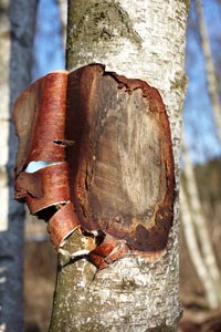 comment reparer ecorce d'arbre