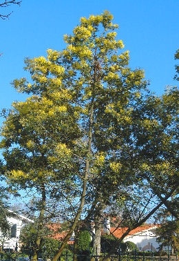Mimosa 'Gaulois Astier'
