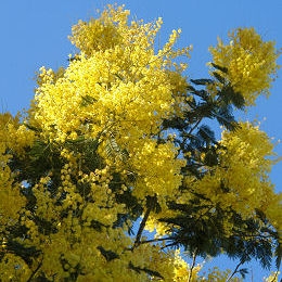 Les fleurs du mimosa sont tr�s parfum�es