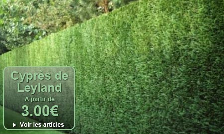 Cypr�s de Leyland - A partir de 3�