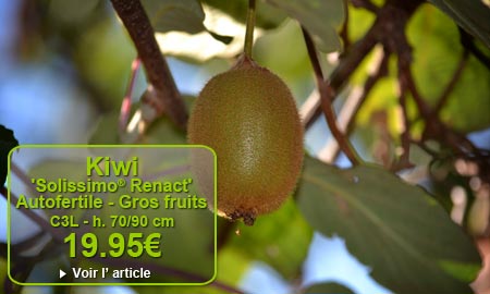 Kiwi (Actinidia chinensis) 'Solissimo� Renact' - Vari�t� Autofertile tr�s productive - Gros fruits (60 � 70 g) sucr�s et juteux - 19.95�