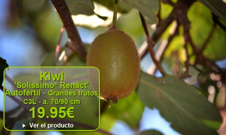 Kiwi (Actinidia chinensis) 'Solissimo� Renact' - Variedad Autof�rtil muy productiva - Frutos de calibre gruesos (60 � 70 g) - 19.95�