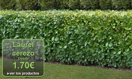 Laurel cerezo - Desde 3�