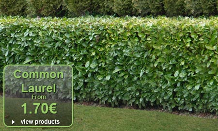 Common Laurel - From 3�