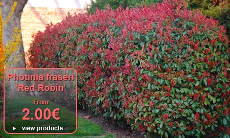 Photinia 'Red Robin' - From 2�