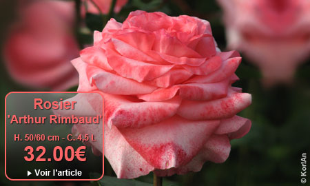 Rosier 'Arthur Rimbaud�' Meihylvol - H. 50/60 cm - Conteneur 4,5 L - 32.00�