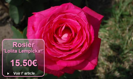 Rosier 'Lolita Lempicka�' Meizincaro - 15.50�