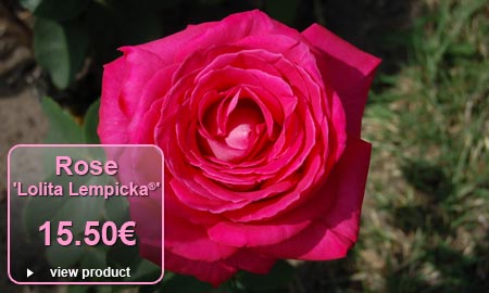 Rose 'Lolita Lempicka�' Meizincaro - 15.50�