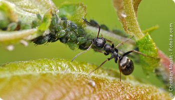 ANTI-NUISIBLES, INSECTICIDE