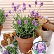 Plantas arom�ticas