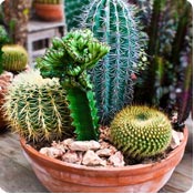 Cactus