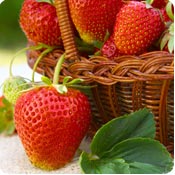 Fresas