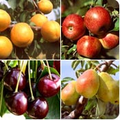 Arboles frutales