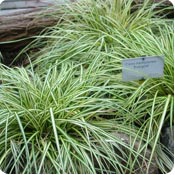 Gram�neas ornamentales