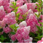 Hortensias