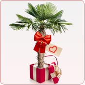 Gift ideas