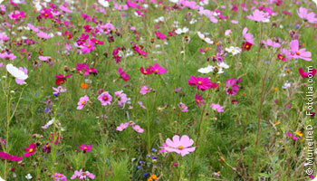 MEZCLAS DE FLORES, CESPED