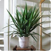 Plantas de interior