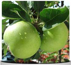Manzanos Arboles Frutales Manzanos Arboles Frutales