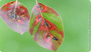 SOINS DES PLANTES