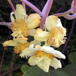 Kiwi autof�rtil - Actinidia chinensis