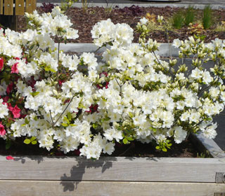 Azalea 'Olga Niblett' - Azalea japonica 'Olga Niblett'