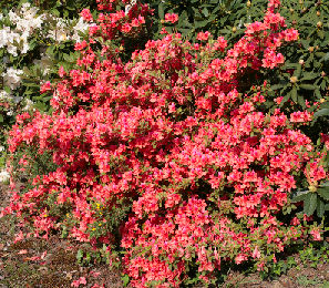 Azal�e japonaise , Azalea japonica Bengal Fire