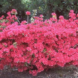Az�lea japonesa 'Hino Crimson' - Azalea japonica 'Hino Crimson'
