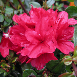 Az�lea japonesa 'Hino Crimson' - Azalea japonica 'Hino Crimson'