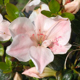 Azalea 'Sir Robert'- Azalea japonica 'Sir Robert'