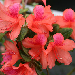 Azal�e japonaise , Azalea japonica Bengal Fire: Fleur