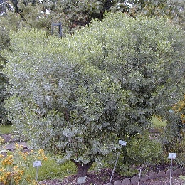 Chilca - Baccharis halimifolia