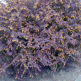 Berberis pourpre, berberis thunbergii atropurpurea en fleurs