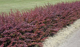 Haie de berberis poupre, berberis thunbergii atropurpurea