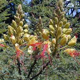 Fleurs de l'oiseau du paradis