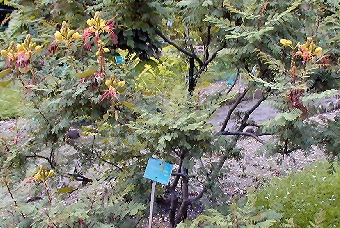 Oiseau du paradis plant� dans un parc