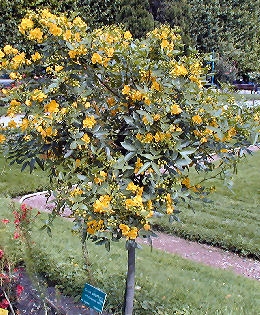 Cassia corymbosa en fleurs