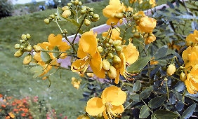 Cassia corymbosa: Fleurs