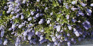 Creeping Blueblossom - Ceanothus thyrsiflorus 'Repens'