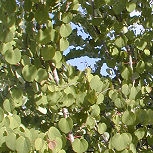 Arbre � caramel, katsura: D�tail du feuillage