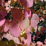 Arbre � caramel, katsura: D�tails du feuillage automnal