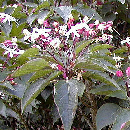 Harlequin Glorybower - Clerodendrum trichotomum 'Fargesii'
